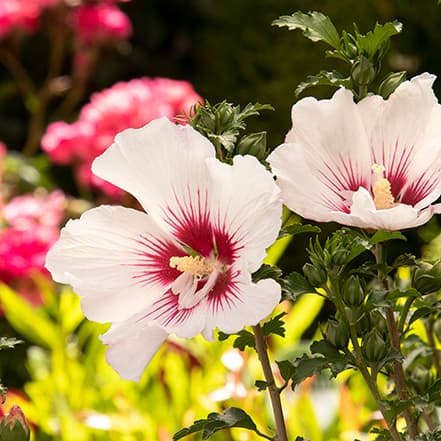 Rose of sharon