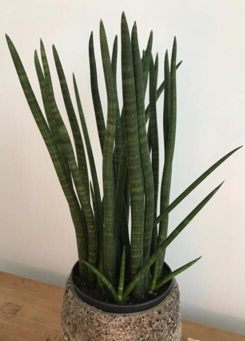 Cylindrical snake plant with stiff upright spear-tipped leaves in a mottled grey stone pot.