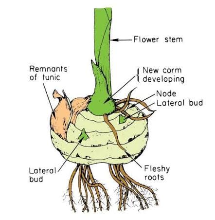 Guide to corms