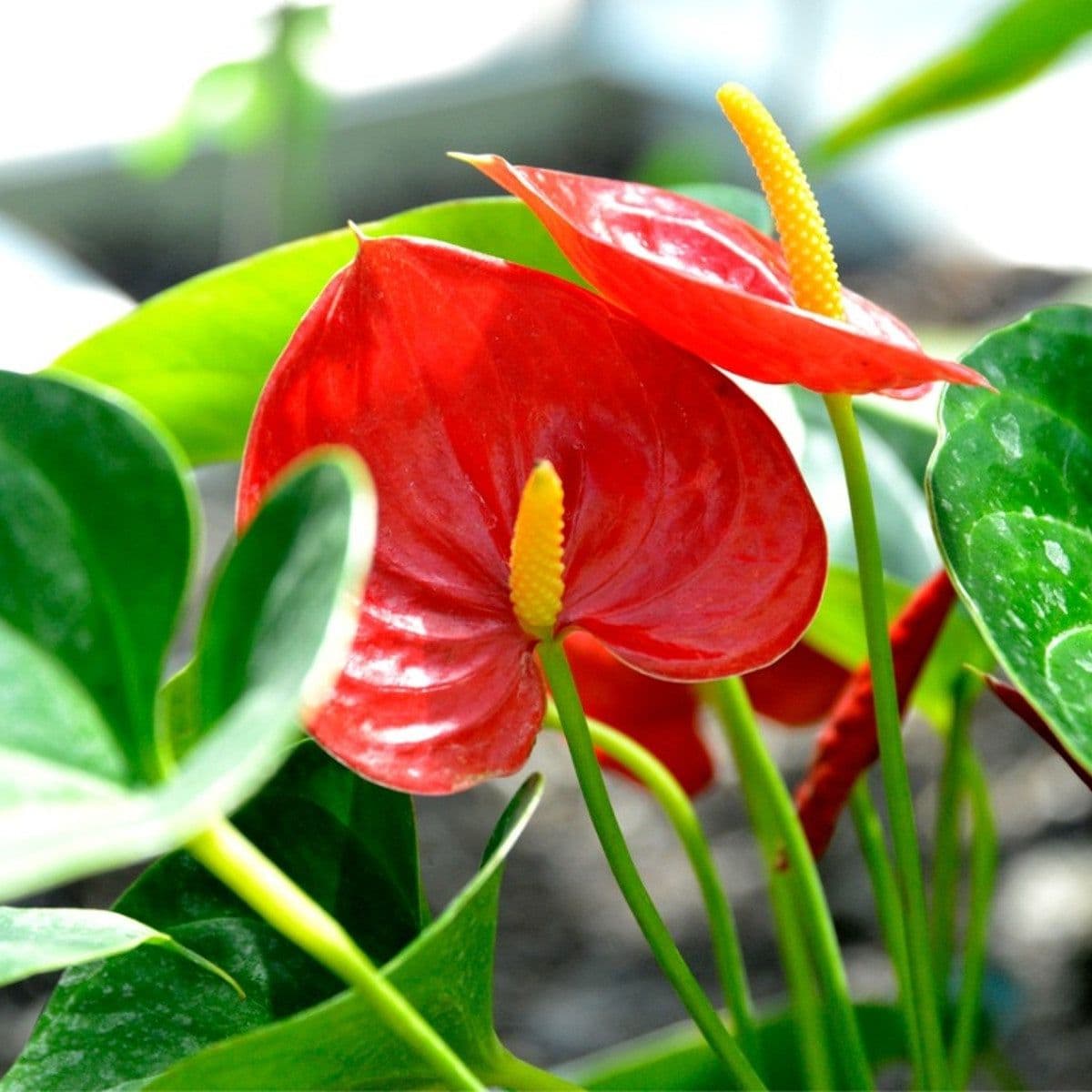 Bright red Anthurium
