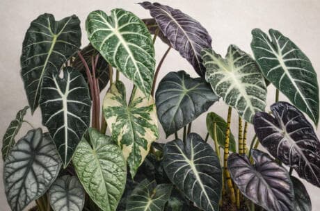 A group of about a dozen jewel Alocasia, including near-black velvet leaves with white veining, a puckered silvery-green variety, and a cream-and-green variegated plant.
