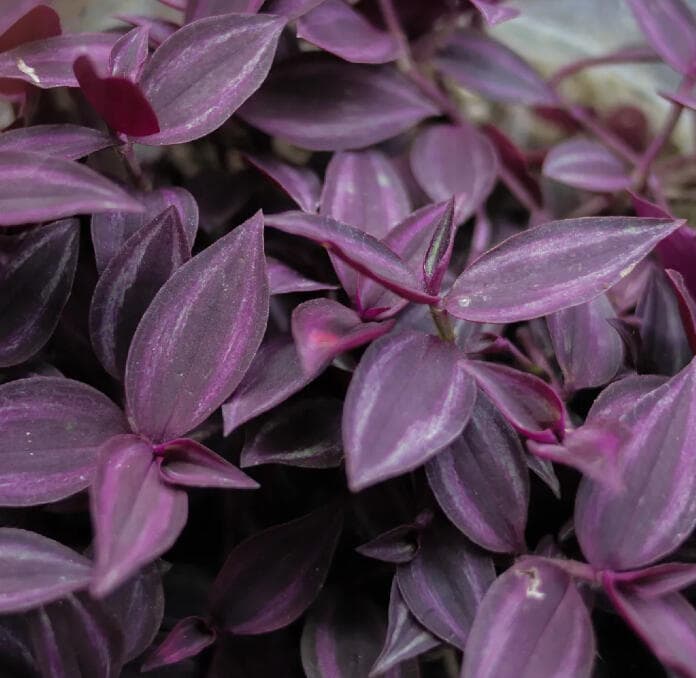 Tradescantia zebrina with pointed purple and magenta leaves striped in silver.