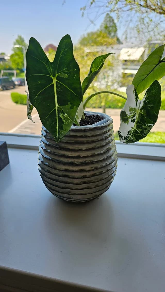 sunlight on an alocasia