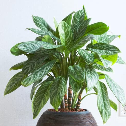 Aglaonema 'Stripe' with narrow leaves banded in feathered silver-grey over dark green, in a brown ribbed pot.