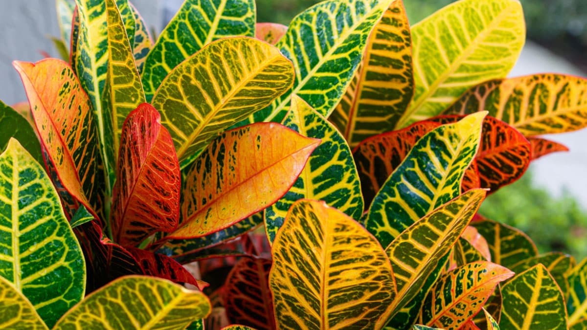 Tropical plants