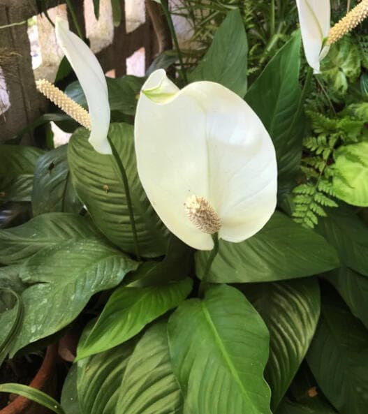 Peace lily with one open white spathe and cream spadix, among broad dark green ribbed leaves.