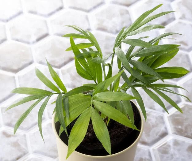 Parlor palm with slender arching fronds in a plain cream cylindrical pot.