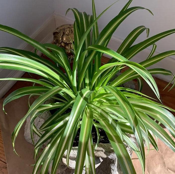 Variegated spider plant with arching cream and green striped leaves, seen from above.