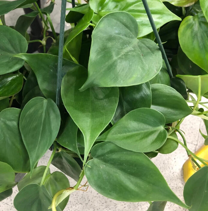 Natalie Rudolph - Founder